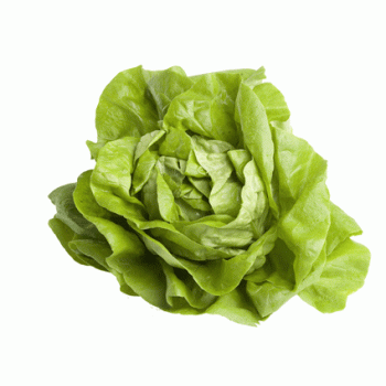 Salade Laitue du Pays  Corrèze