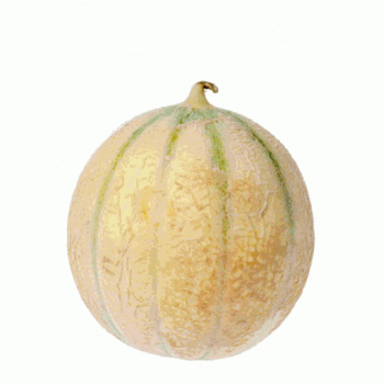 Melon Flamboyant   cal 9
