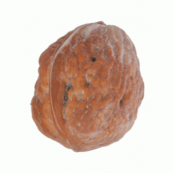 Noix franquette du Pays Corrèze