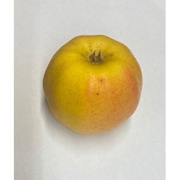 Pomme Chanteclerc du Pays Corrèze