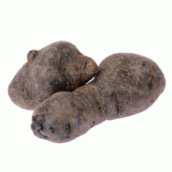 Pomme de terre Bleu d' Artois