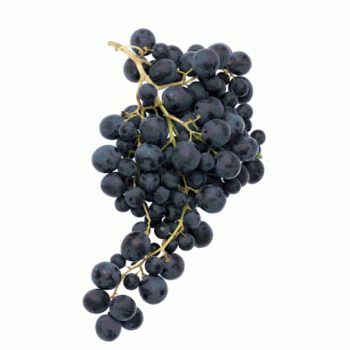 Raisin Muscat