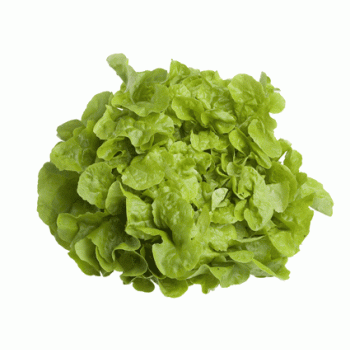 Salade feuille de chêne blonde de Corrèze