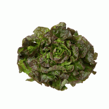 Salade feuille de chêne rouge du Pays  Corrèze