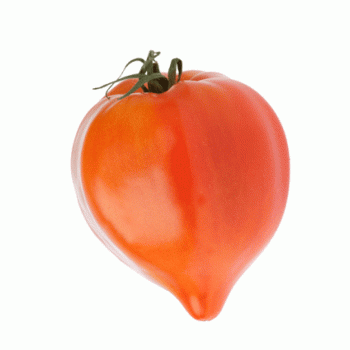 Tomate coeur de boeuf